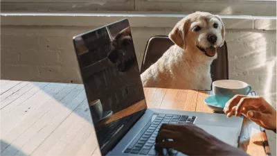 a pet dog supervising their owner's workday from home