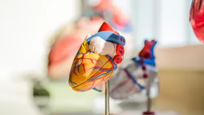 model of heart organ