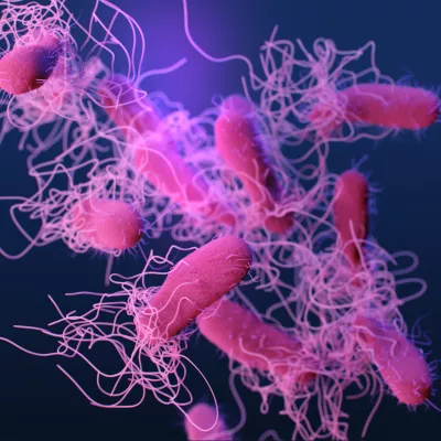 a medical illustration of drug-resistant, nontyphoidal, Salmonella