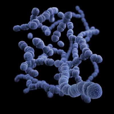 illustration of Streptococcus pneumoniae bacteria