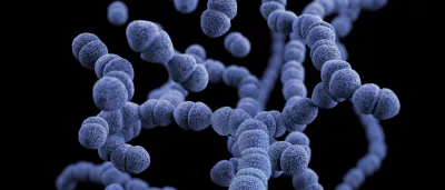illustration of Streptococcus pneumoniae bacteria